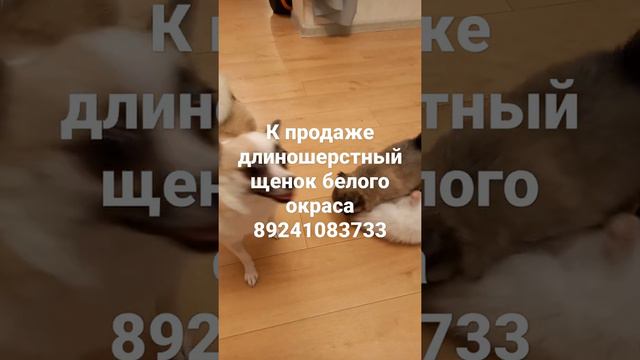 длиношерстный щенок чихуахуа,мальчик белого окраса. 8-924-108-37-33 Хабаровск