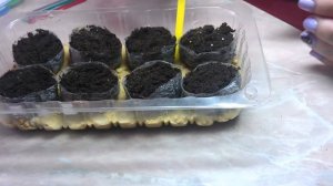 Посев петунии в торфяные таблетки