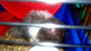 Как хомяк моитса и бегает в колесе