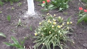 Наши цветы Царская корона