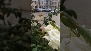 Красивый богомол сидит на белой розе в Геленджике 16 октября 2022