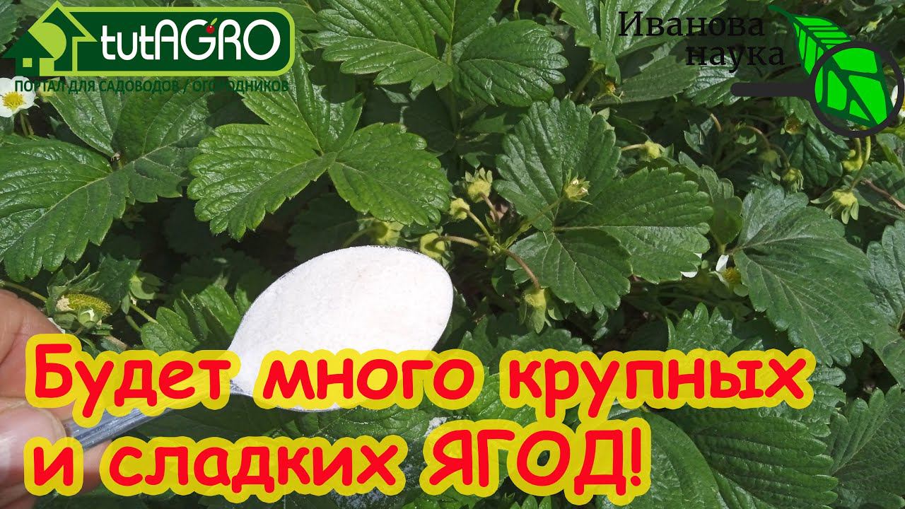 ХОТИТЕ МНОГО КРУПНОЙ И СЛАДКОЙ КЛУБНИКИ? Подкормите ЭТИМ авторским рецептом во время цветения.