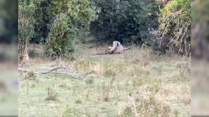 ЛЕОПАРД ПРОТИВ ПИТОНА. Реальный бой снятый на камеру / LEOPARD VS PYTHON