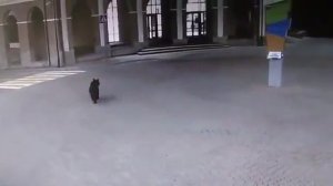 Медведь в Горки Город(Сочи)