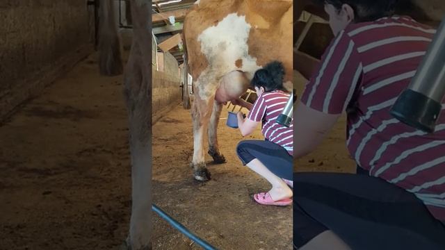 Видео 4.                                                Кх "Бермет". Симментал (Монбельярд) 2021.