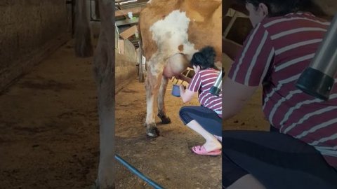 Видео 4. Кх "Бермет". Симментал (Монбельярд) 2021.