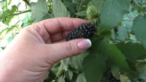 Карака Блэк, ранний сорт ежевики с необычным вкусом.