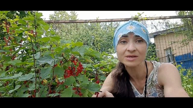 ?"Дачный сезон" Красная смородина.Что необходимо знать о  смородине?