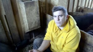 Случка Вьетнаских свиней в 4 месяца. Результат/ Вьетнамские свиньи