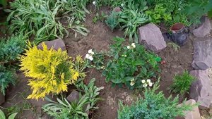 Гортензия Сбежавшая Невеста - первый год в саду.