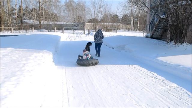 Веселые покатушки при реализации проекта "Как подружиться с собакой" смотреть онлайн
