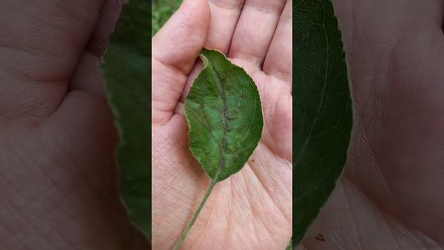 Парша яблони смотреть онлайн