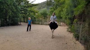 Ostrich Riding in Vietnam_ Катание на страусе во Вьетнаме