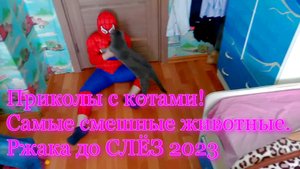 ЛУЧШИЕ ПРИКОЛЫ С КОТАМИ! САМЫЕ СМЕШНЫЕ ЖИВОТНЫЕ. Ржака до СЛЁЗ 2023