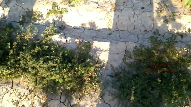 پٽ لاڻي Zygophyllum Simplex смотреть онлайн