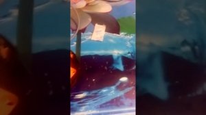 Разборка эхолота Практик 6s