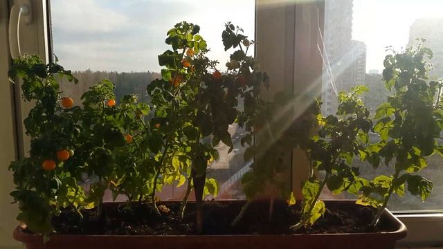 Помидоры Чери на подоконнике в квартире зимой. Желтые карликовые томаты. Томаты урожай круглый год смотреть онлайн