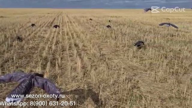 Чучела гусей/Махокрыл гуся - как эффективно наманить стаю гусей на выстрел