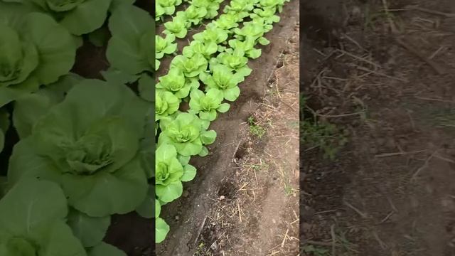 ???как цветет пекинская капуста смотреть онлайн