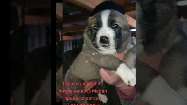 алабай среднеазиатская овчарка из питомника АЗ Марал продажа +79278137957 ватсап вайбер смотреть онлайн