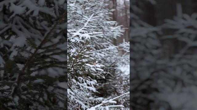 Белла Ахмадулина «Пейзаж»