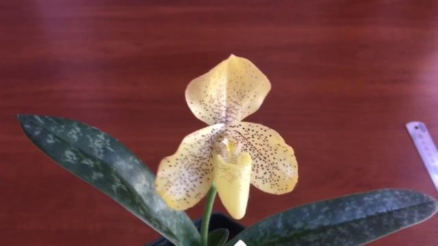 Венерин башмачок-сортовичок . Papf. concolor Yellow Round смотреть онлайн