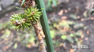 ПРИВИТЫЕ ПИХТЫ И СОСНЫ, КАКИЕ ОНИ СЕЙЧАС ? ПОСЫЛКА ОТ 25.06.20