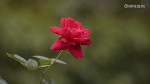 Самые редкие и необычные имена для девочек