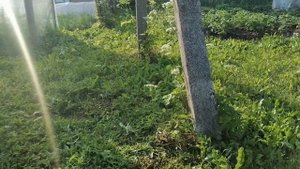 Триммер Sturm BT9152S в деле!