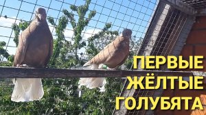 Первые жёлтые голубята. Николаеские голуби.