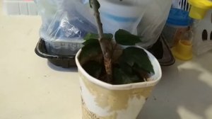 Прививка гибискуса. Привитые черенки.