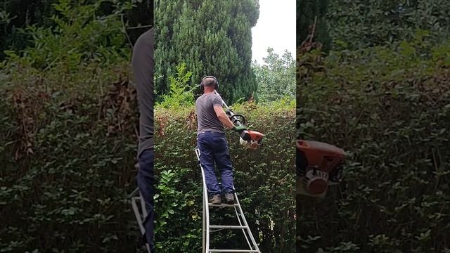 EXTENDED Hedge Cutters ON TRIPOD Ladders Trimming A HIGH Hedge