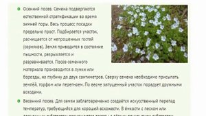 Вероника нитевидная Особенности культурной формы вероники нитевидной