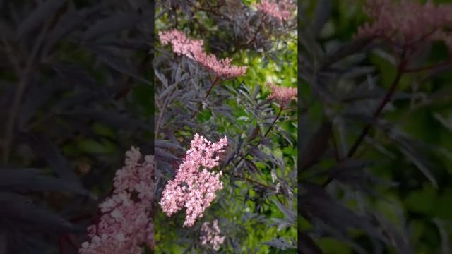 Bez czarny BLACK LACE, 'Eva' sambucus nigra; elderberry