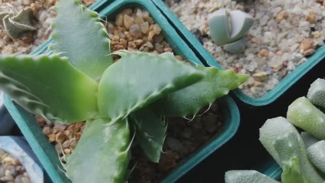 Фаукария кустится, обновляется смотреть онлайн