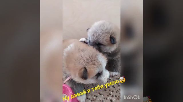 Акита Ину смотреть онлайн