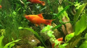 #Показываю аквариум 60 литров