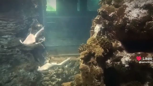 Акулы))