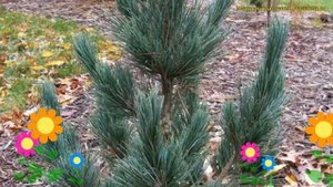 Сосна кедровая Фастигиата. Краткий обзор, описание характеристик pinus cembra Fastigiata