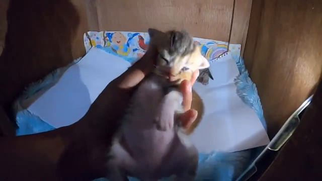 LIVE - CUTE KITTENS SLEEPING 1 WEEK AGE- NEWBORN KITTENS - KITTY - CAT VIDEO STREAMING - смотреть онлайн