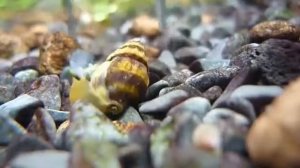 Улитка Хелены жрут прудовика