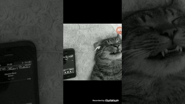 Прикольная мем-музыка смотреть онлайн