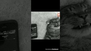 Прикольная мем-музыка