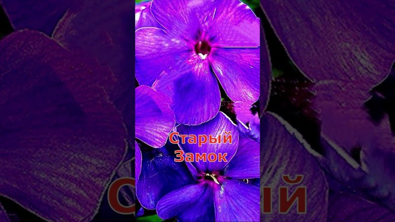 Флоксы топ 5. Питомник флоксы.москва. #shorts  #флоксы #флокс #цветы