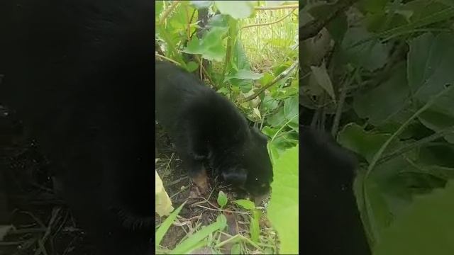 Волгоград. На дачу бездомная собака привела щенят.