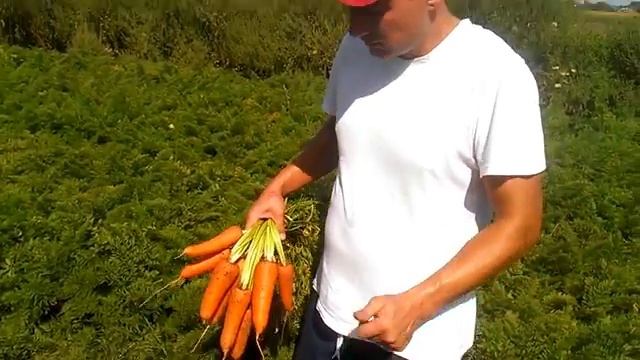 К.К. Демонстрация моркови 2016 смотреть онлайн