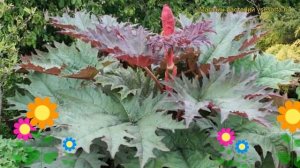 Ревень дланевидный Атросангения. Краткий обзор, описание характеристик rheum palmatum Atrosanguinea