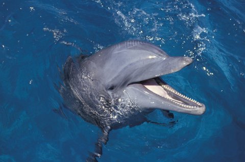 Ученые прикрепили камеры к дельфинам