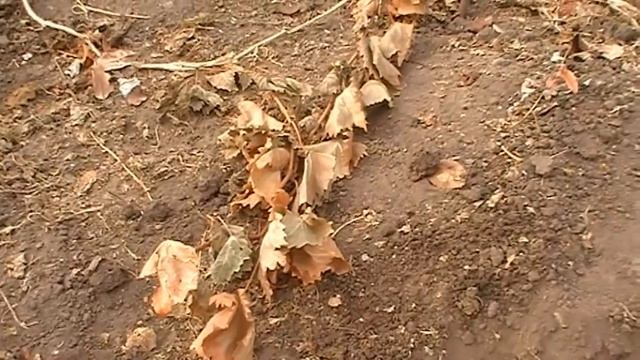 Обрезка винограда первый год (1 год). Как обрезать виноград.