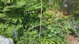 Мой красивый сад